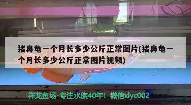 豬鼻龜一個月長多少公斤正常圖片(豬鼻龜一個月長多少公斤正常圖片視頻)