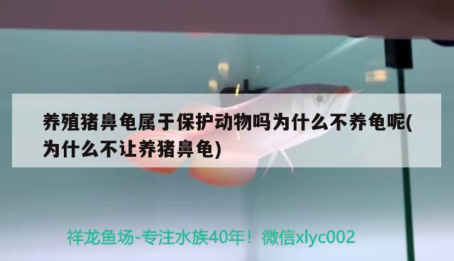 養(yǎng)殖豬鼻龜屬于保護(hù)動物嗎為什么不養(yǎng)龜呢(為什么不讓養(yǎng)豬鼻龜) 豬鼻龜