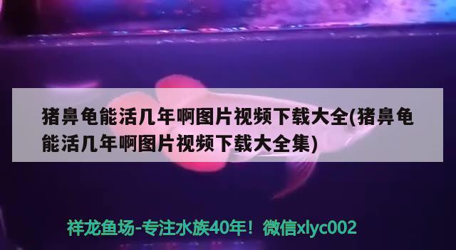 豬鼻龜能活幾年啊圖片視頻下載大全(豬鼻龜能活幾年啊圖片視頻下載大全集)