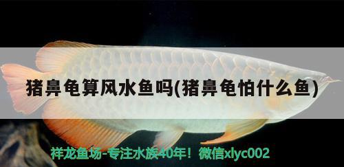 豬鼻龜算風(fēng)水魚嗎(豬鼻龜怕什么魚)