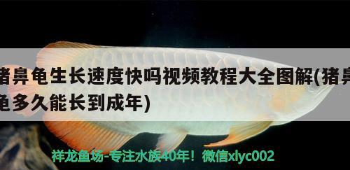 豬鼻龜生長速度快嗎視頻教程大全圖解(豬鼻龜多久能長到成年)