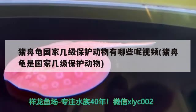 豬鼻龜國家?guī)准壉Ｗo(hù)動物有哪些呢視頻(豬鼻龜是國家?guī)准壉Ｗo(hù)動物)