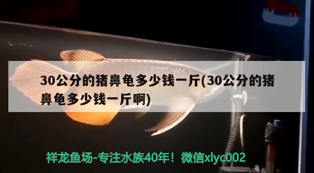 30公分的豬鼻龜多少錢一斤(30公分的豬鼻龜多少錢一斤啊) 豬鼻龜百科