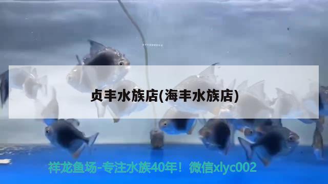 貞豐水族店(海豐水族店) 藍(lán)底過背金龍魚