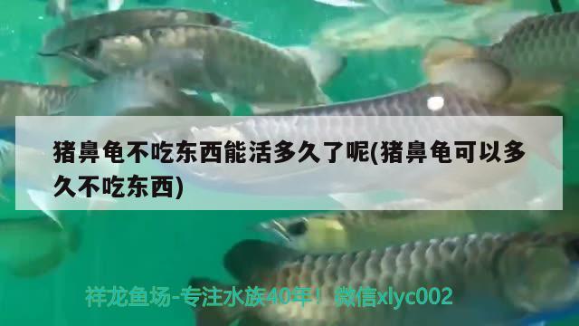 豬鼻龜不吃東西能活多久了呢(豬鼻龜可以多久不吃東西)