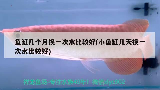 魚(yú)缸幾個(gè)月?lián)Q一次水比較好(小魚(yú)缸幾天換一次水比較好) 印尼紅龍魚(yú)