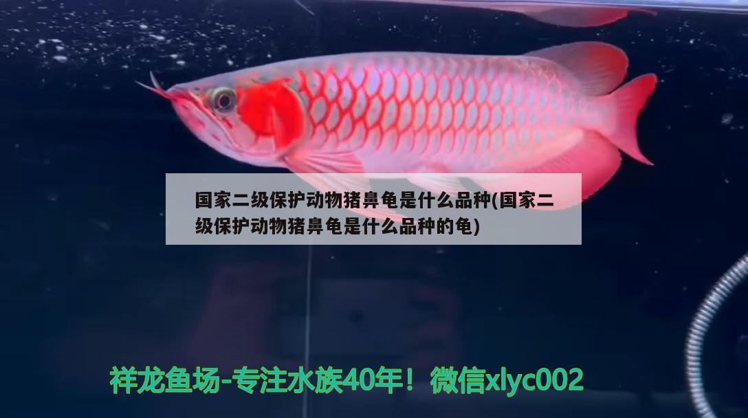 國家二級保護動物豬鼻龜是什么品種(國家二級保護動物豬鼻龜是什么品種的龜) 豬鼻龜百科 第2張