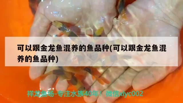 可以跟金龍魚混養(yǎng)的魚品種(可以跟金龍魚混養(yǎng)的魚品種) 杰西卡恐龍魚 第3張