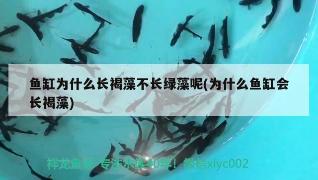 魚缸為什么長褐藻不長綠藻呢(為什么魚缸會長褐藻) 祥龍傳奇品牌魚缸