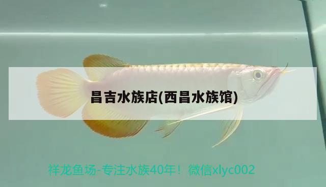 昌吉水族店(西昌水族館) 進(jìn)口元寶鳳凰魚