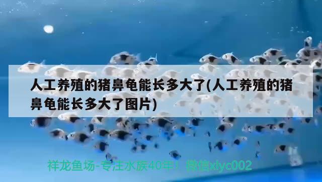 人工養(yǎng)殖的豬鼻龜能長多大了(人工養(yǎng)殖的豬鼻龜能長多大了圖片)