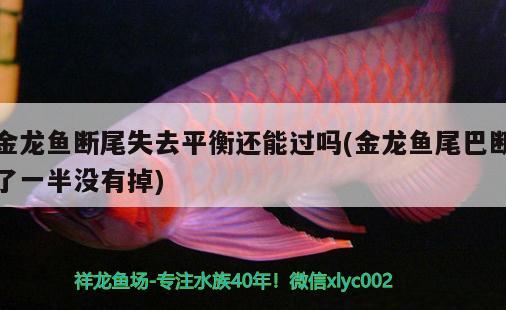 金龍魚(yú)斷尾失去平衡還能過(guò)嗎(金龍魚(yú)尾巴斷了一半沒(méi)有掉)