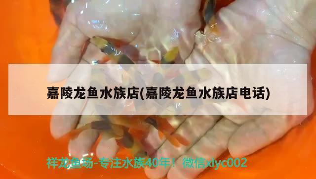 嘉陵龍魚水族店(嘉陵龍魚水族店電話) 硝化細(xì)菌