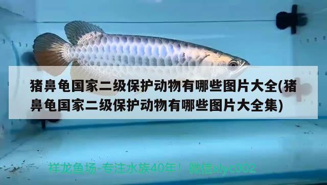 豬鼻龜國家二級保護動物有哪些圖片大全(豬鼻龜國家二級保護動物有哪些圖片大全集)