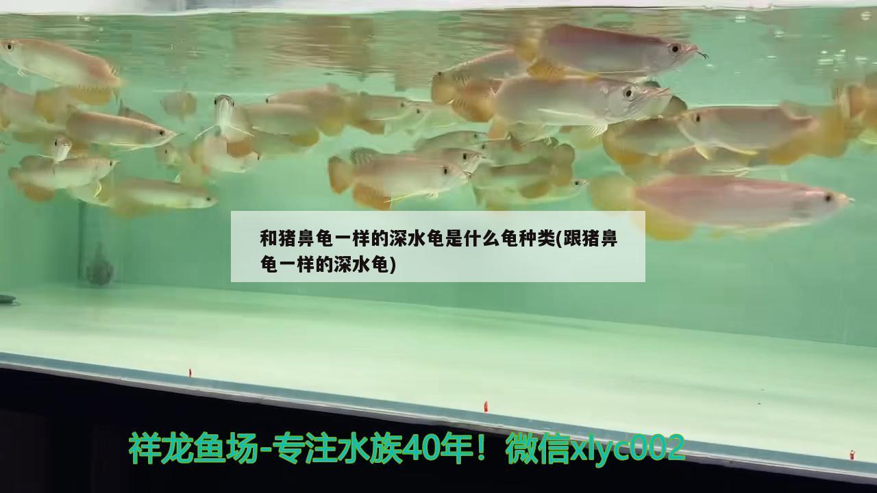 和豬鼻龜一樣的深水龜是什么龜種類(跟豬鼻龜一樣的深水龜) 豬鼻龜百科