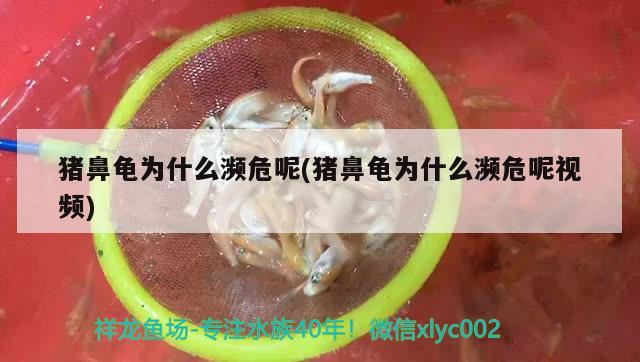 豬鼻龜為什么瀕危呢(豬鼻龜為什么瀕危呢視頻) 豬鼻龜百科