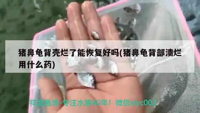 豬鼻龜背殼爛了能恢復(fù)好嗎(豬鼻龜背部潰爛用什么藥)