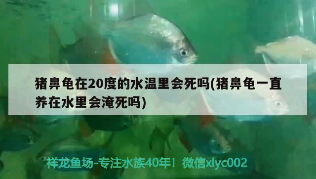 豬鼻龜在20度的水溫里會死嗎(豬鼻龜一直養(yǎng)在水里會淹死嗎)