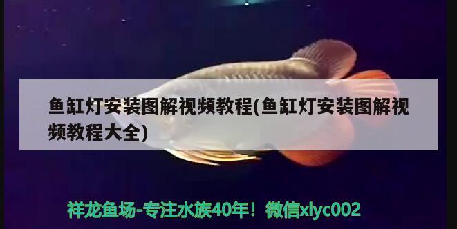 魚缸燈安裝圖解視頻教程(魚缸燈安裝圖解視頻教程大全) 星點金龍魚