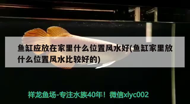 魚缸應放在家里什么位置風水好(魚缸家里放什么位置風水比較好的)