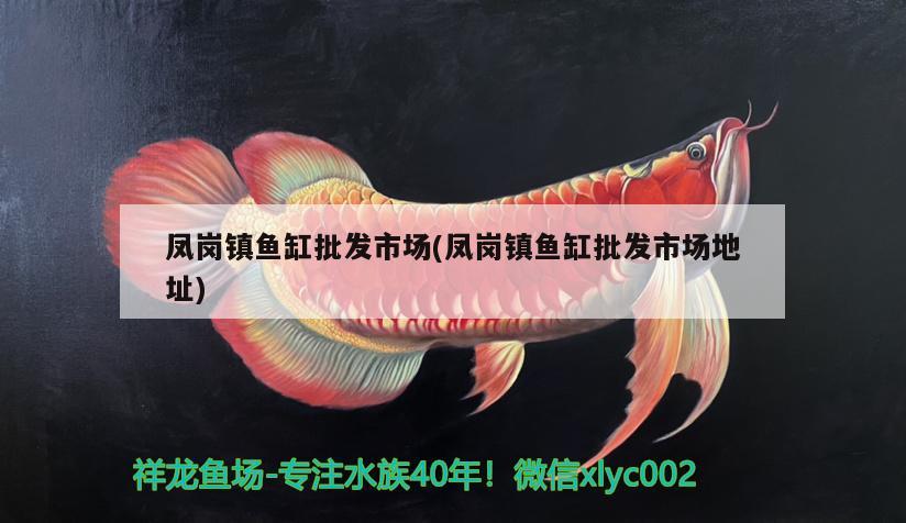 鳳崗鎮(zhèn)魚缸批發(fā)市場(鳳崗鎮(zhèn)魚缸批發(fā)市場地址) 泰國虎魚（泰虎）