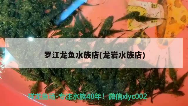 羅江龍魚水族店(龍巖水族店)