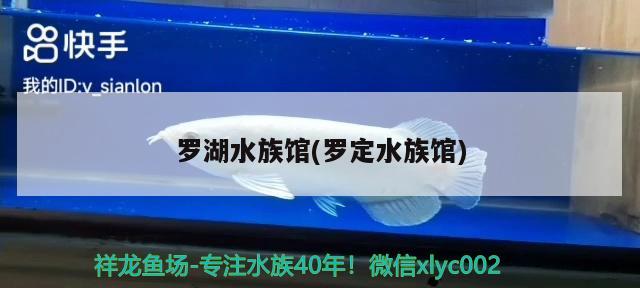 羅湖水族館(羅定水族館) 錦鯉魚(yú)百科