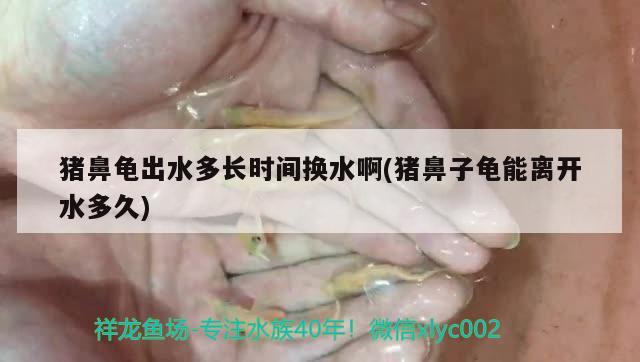 豬鼻龜出水多長時間換水啊(豬鼻子龜能離開水多久)