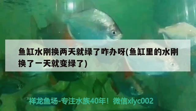 魚缸水剛換兩天就綠了咋辦呀(魚缸里的水剛換了一天就變綠了) 孵化器