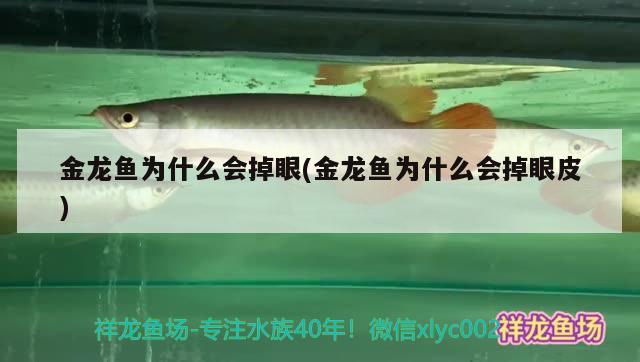 金龍魚(yú)為什么會(huì)掉眼(金龍魚(yú)為什么會(huì)掉眼皮) 錦鯉池魚(yú)池建設(shè)