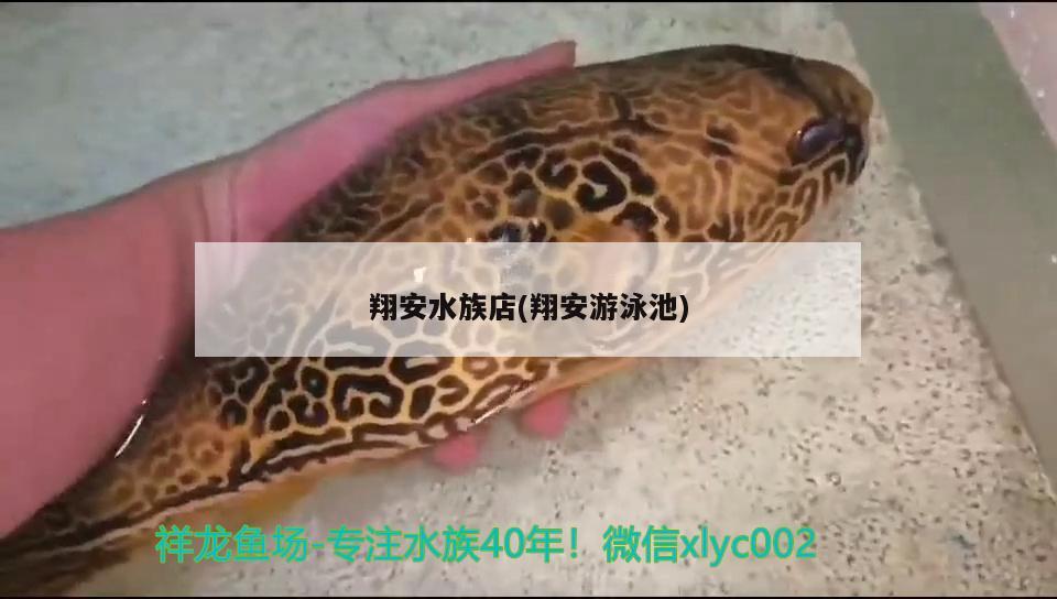 翔安水族店(翔安游泳池) 七紋巨鯉魚