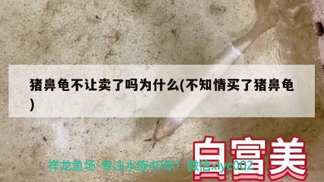 豬鼻龜不讓賣了嗎為什么(不知情買了豬鼻龜) 豬鼻龜