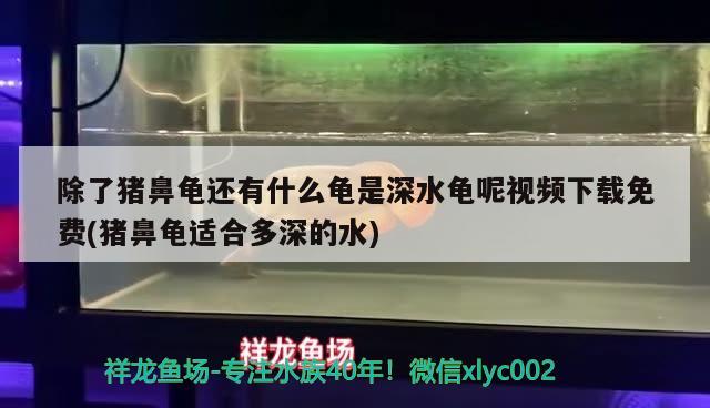 除了豬鼻龜還有什么龜是深水龜呢視頻下載免費(fèi)(豬鼻龜適合多深的水)