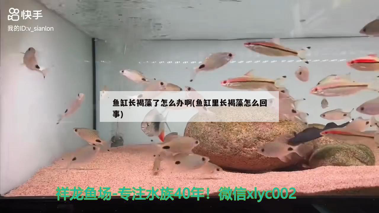 魚缸長褐藻了怎么辦啊(魚缸里長褐藻怎么回事)