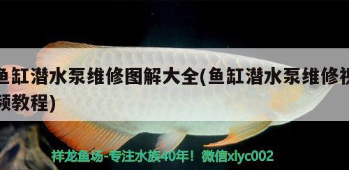 魚(yú)缸潛水泵維修圖解大全(魚(yú)缸潛水泵維修視頻教程) 肥料