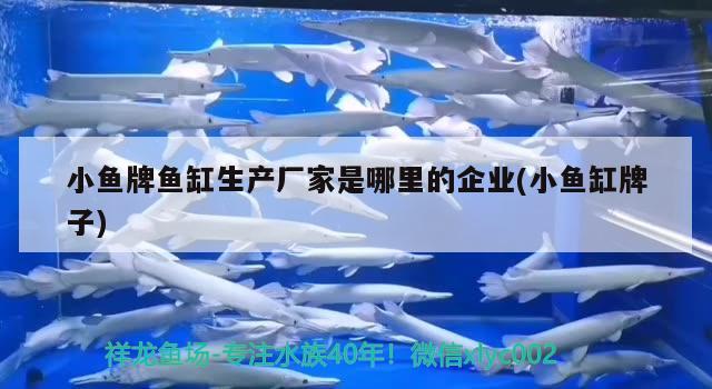 小魚牌魚缸生產廠家是哪里的企業(yè)(小魚缸牌子) 熱帶魚魚苗批發(fā)