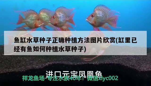 魚(yú)缸水草種子正確種植方法圖片欣賞(缸里已經(jīng)有魚(yú)如何種植水草種子) 水草