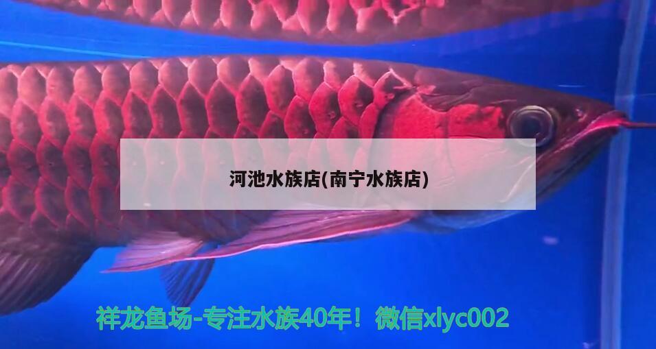 河池水族店(南寧水族店) 紅白錦鯉魚