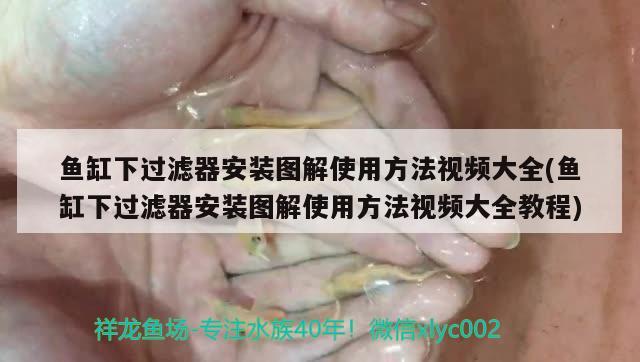 魚缸下過濾器安裝圖解使用方法視頻大全(魚缸下過濾器安裝圖解使用方法視頻大全教程) 水族世界