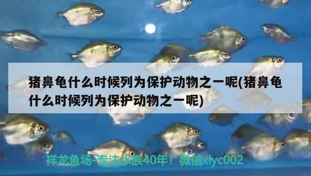 豬鼻龜什么時候列為保護動物之一呢(豬鼻龜什么時候列為保護動物之一呢) 豬鼻龜