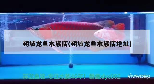 朔城龍魚水族店(朔城龍魚水族店地址)