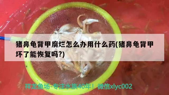 豬鼻龜背甲腐爛怎么辦用什么藥(豬鼻龜背甲壞了能恢復(fù)嗎?)