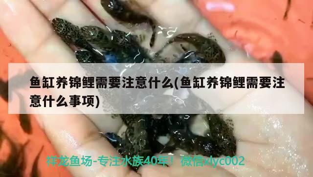 魚缸養(yǎng)錦鯉需要注意什么(魚缸養(yǎng)錦鯉需要注意什么事項(xiàng)) 七彩神仙魚