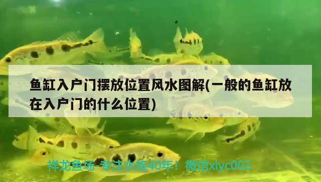 魚缸入戶門擺放位置風(fēng)水圖解(一般的魚缸放在入戶門的什么位置)