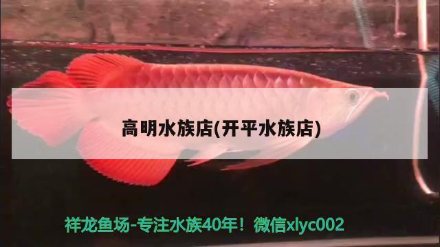 高明水族店(開平水族店) 馬拉莫寶石魚苗