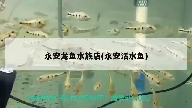 永安龍魚水族店(永安活水魚) 綠皮皇冠豹魚