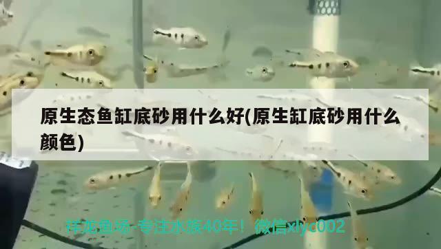 原生態(tài)魚(yú)缸底砂用什么好(原生缸底砂用什么顏色) 印尼三紋虎