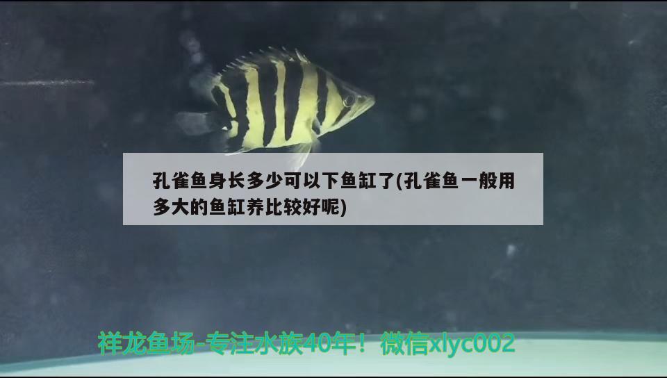 孔雀魚身長(zhǎng)多少可以下魚缸了(孔雀魚一般用多大的魚缸養(yǎng)比較好呢) 龍魚批發(fā)