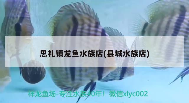 思禮鎮(zhèn)龍魚水族店(縣城水族店) 眼斑魚