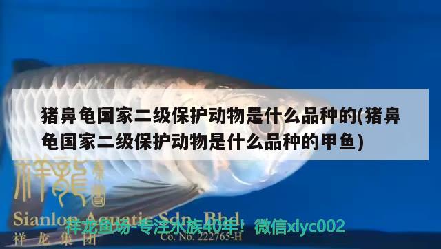 豬鼻龜國家二級保護(hù)動物是什么品種的(豬鼻龜國家二級保護(hù)動物是什么品種的甲魚) 豬鼻龜百科